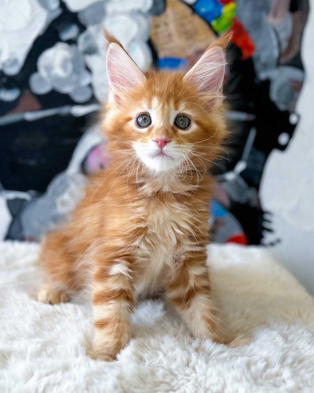 maine coon kittens — photo 1