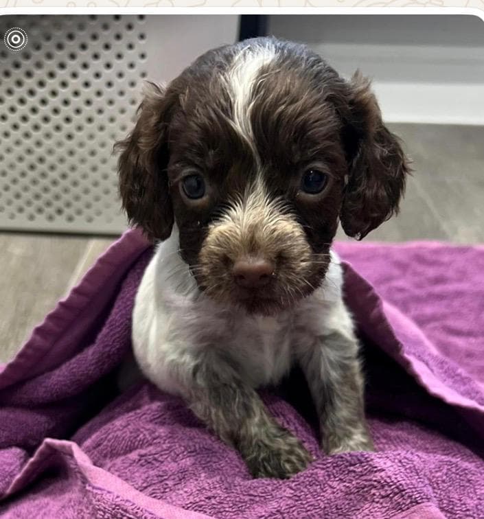 Cocker Spaniel Girls — photo 1
