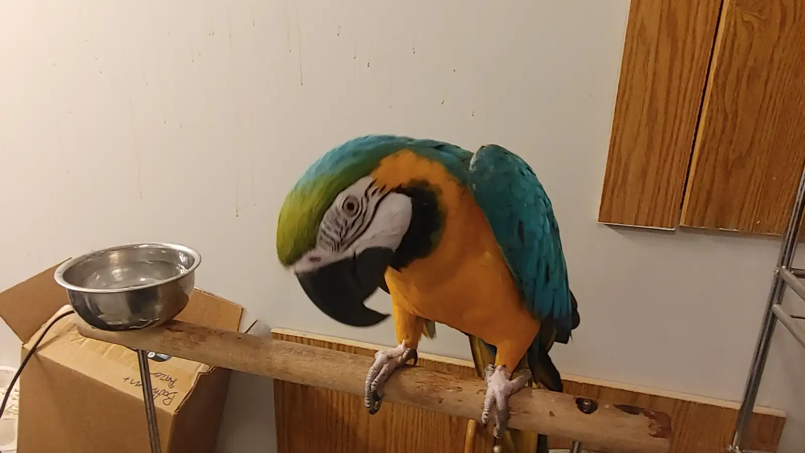 Blue and gold macaws