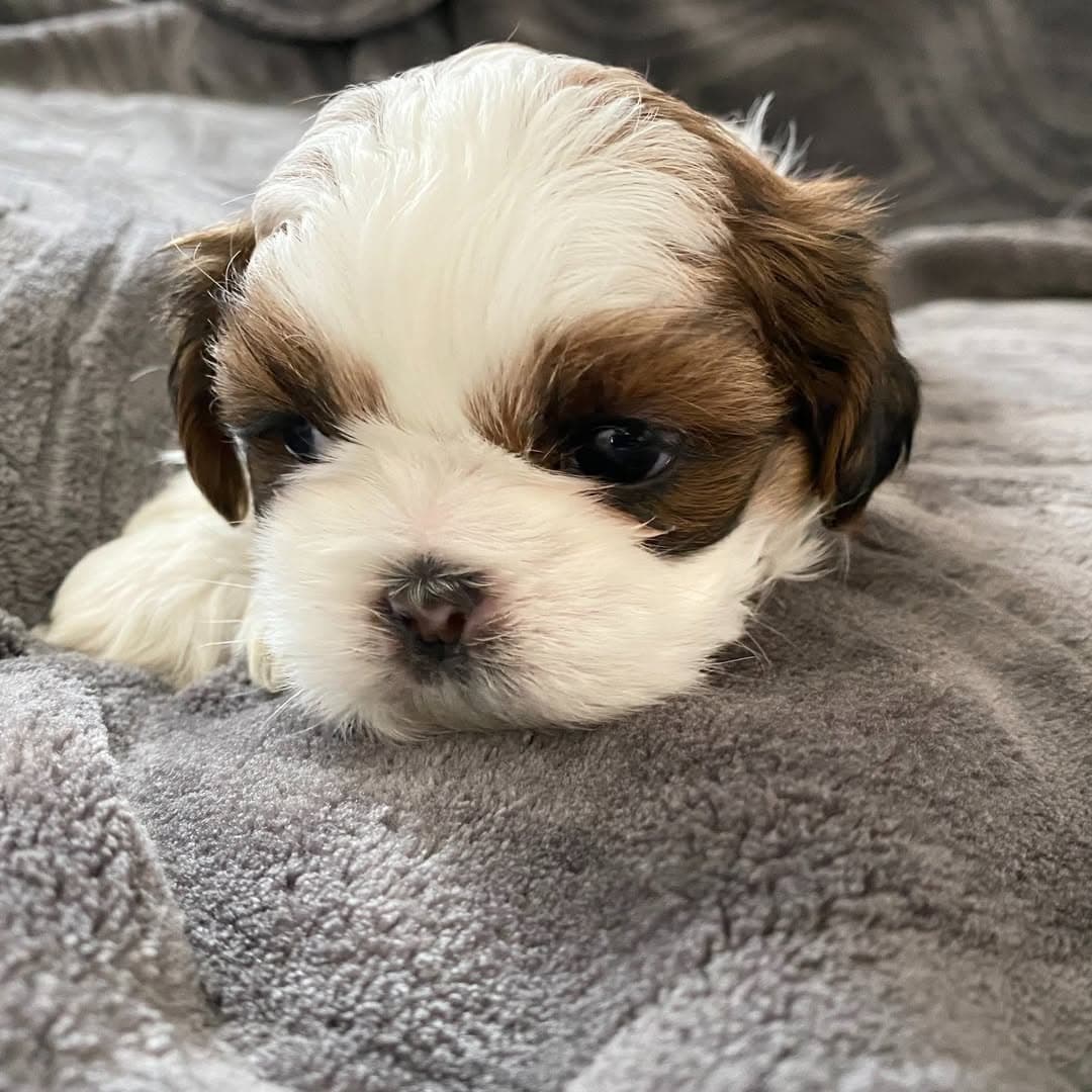 shih tzu puppies ready — photo 1