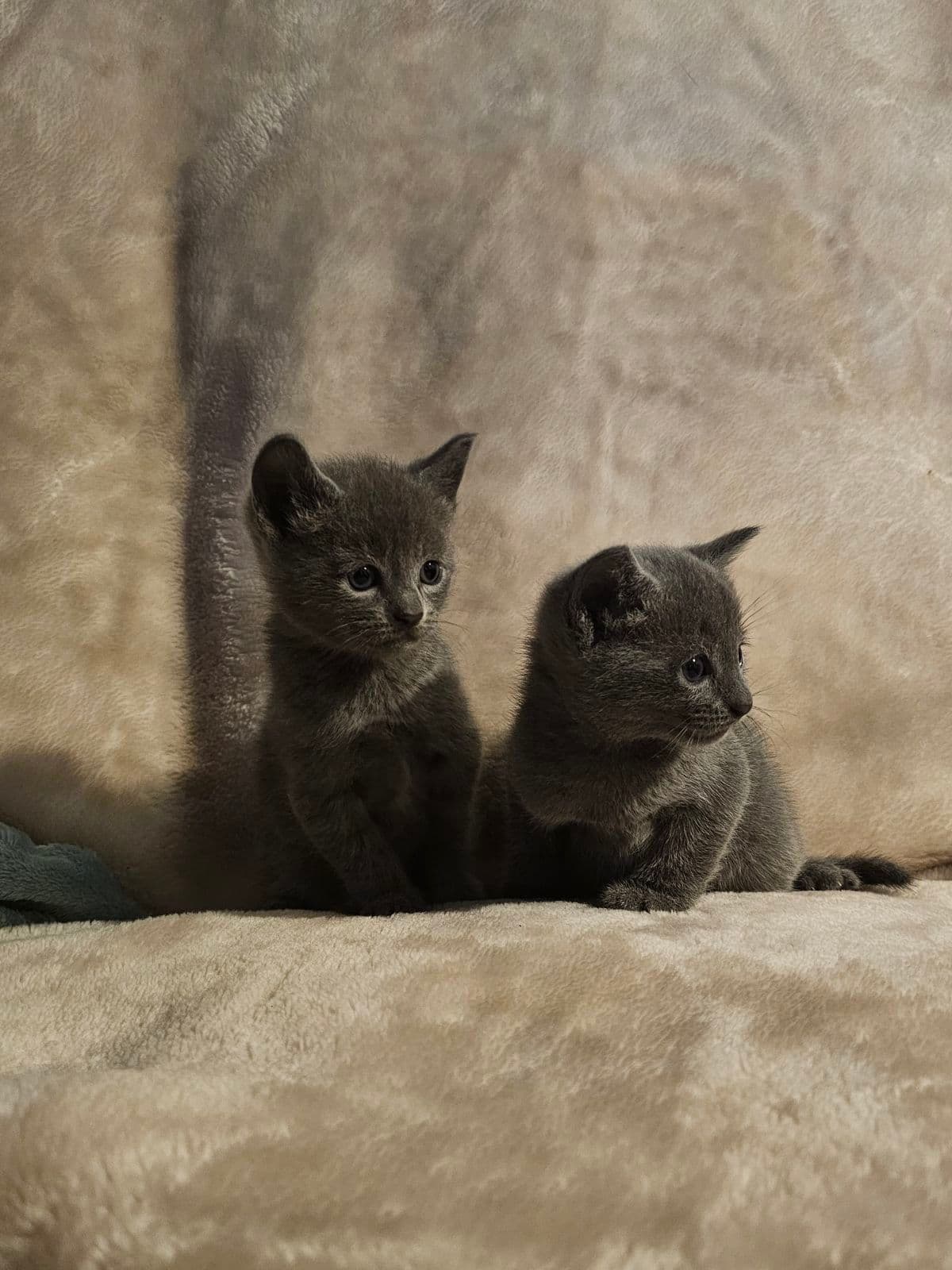 Russian blue kittens — photo 1