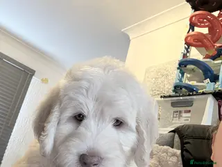 Australian Labradoodle Puppies for Sale