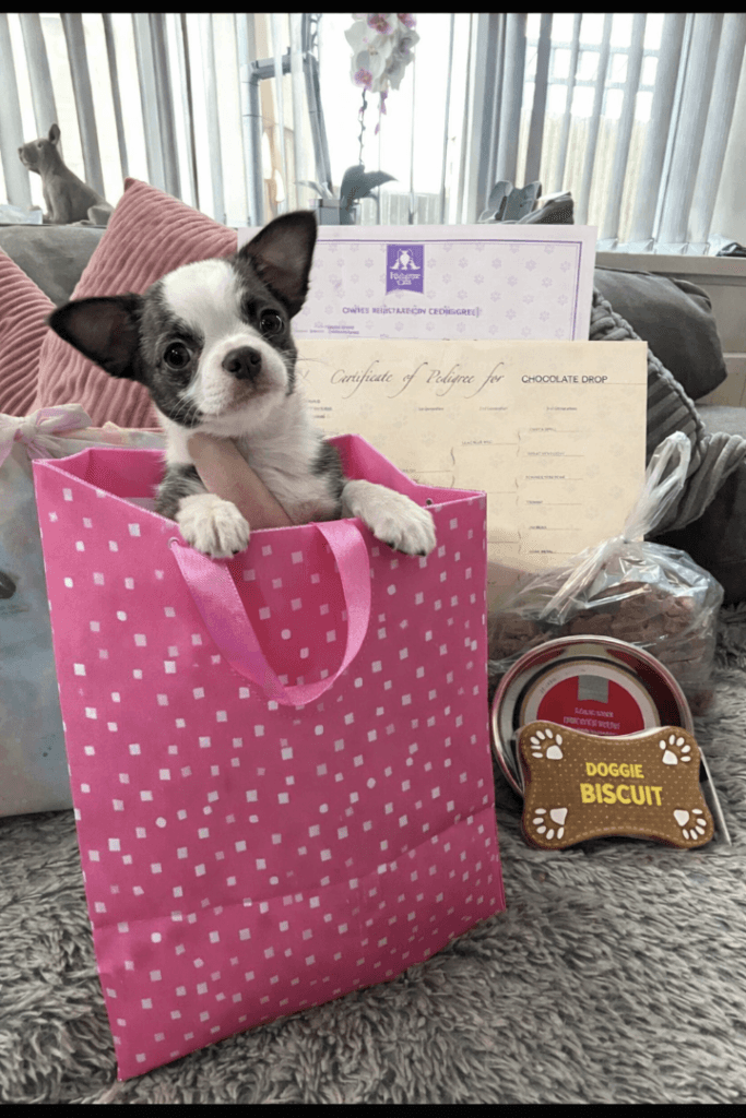 Pedigree Chihuahua Puppies - 3 Girls Left