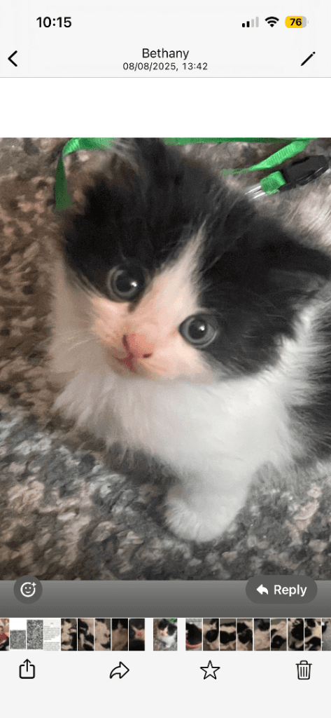 Black and White Kittens Ready for Adoption