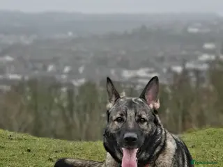 German Shepherd (7) – Experienced Home Needed