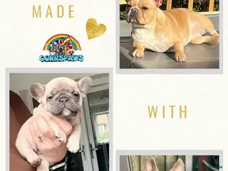 Last Beautiful Female French Bulldog Available