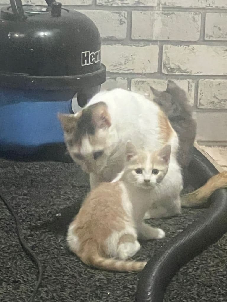 Bengal x Kittens Ready for New Homes