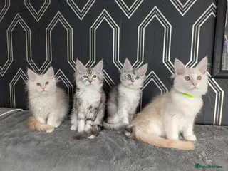 Full Pedigree Maine Coon Kittens Ready Now