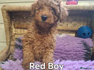 Miniature Poodles for Sale - 10 Weeks Old