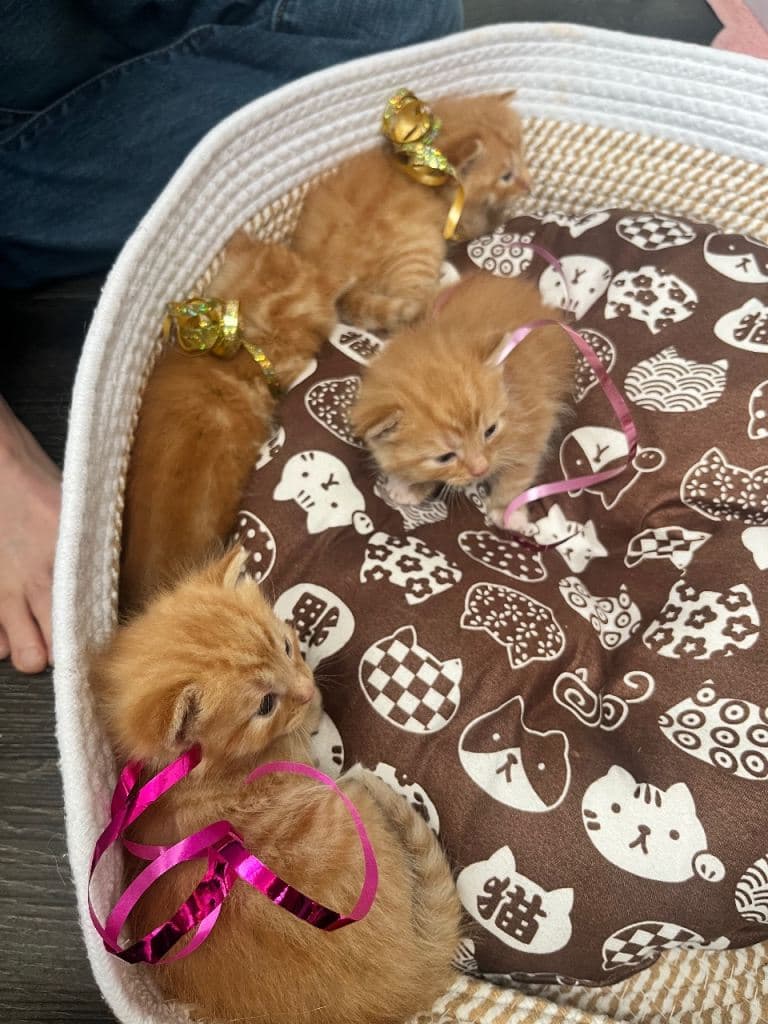Beautiful Pure Ginger Kittens for Sale