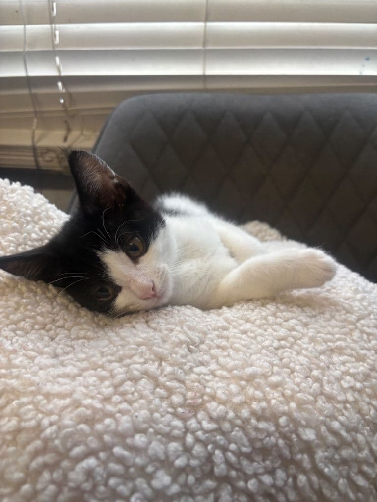 6 Month Old Kitten in Need of a Forever Home