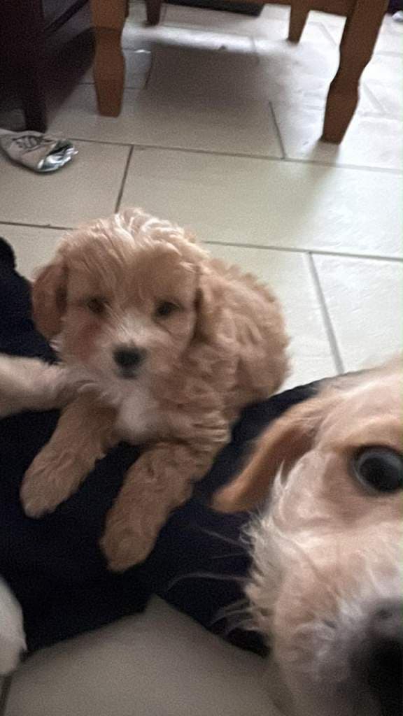 Toy Poodle Mix Puppies Ready to Leave in 2 Weeks