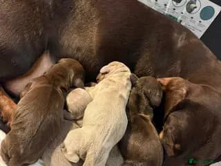 Absolutely beautiful