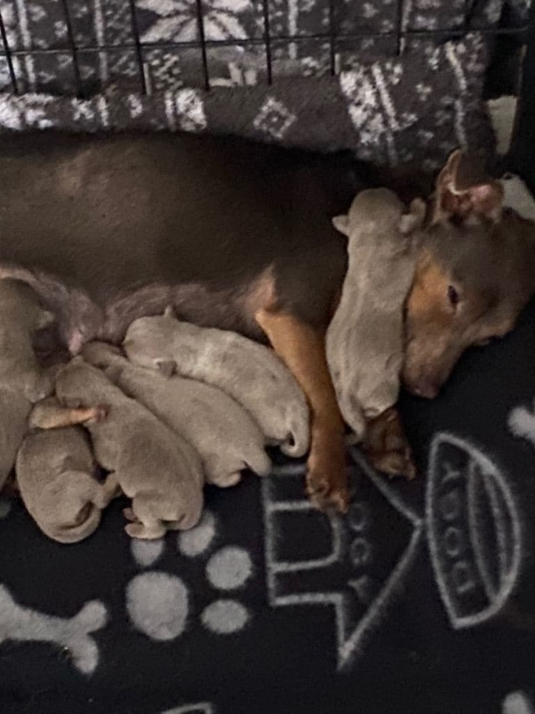 Jack Russell Puppies for Sale