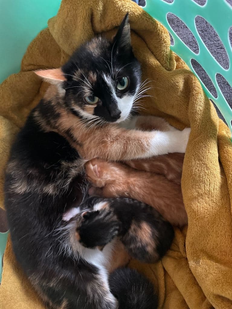 Beautiful Kittens for Sale