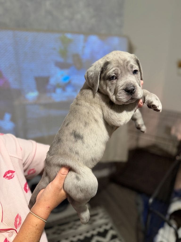 Cane Corso Pups Ready Now