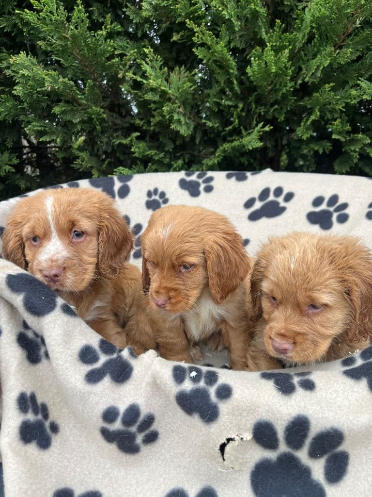 Beautiful Cocker Spaniels Now Available
