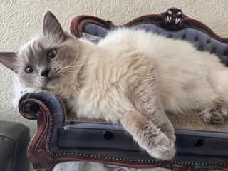 Stunning ACTIVE ragdoll