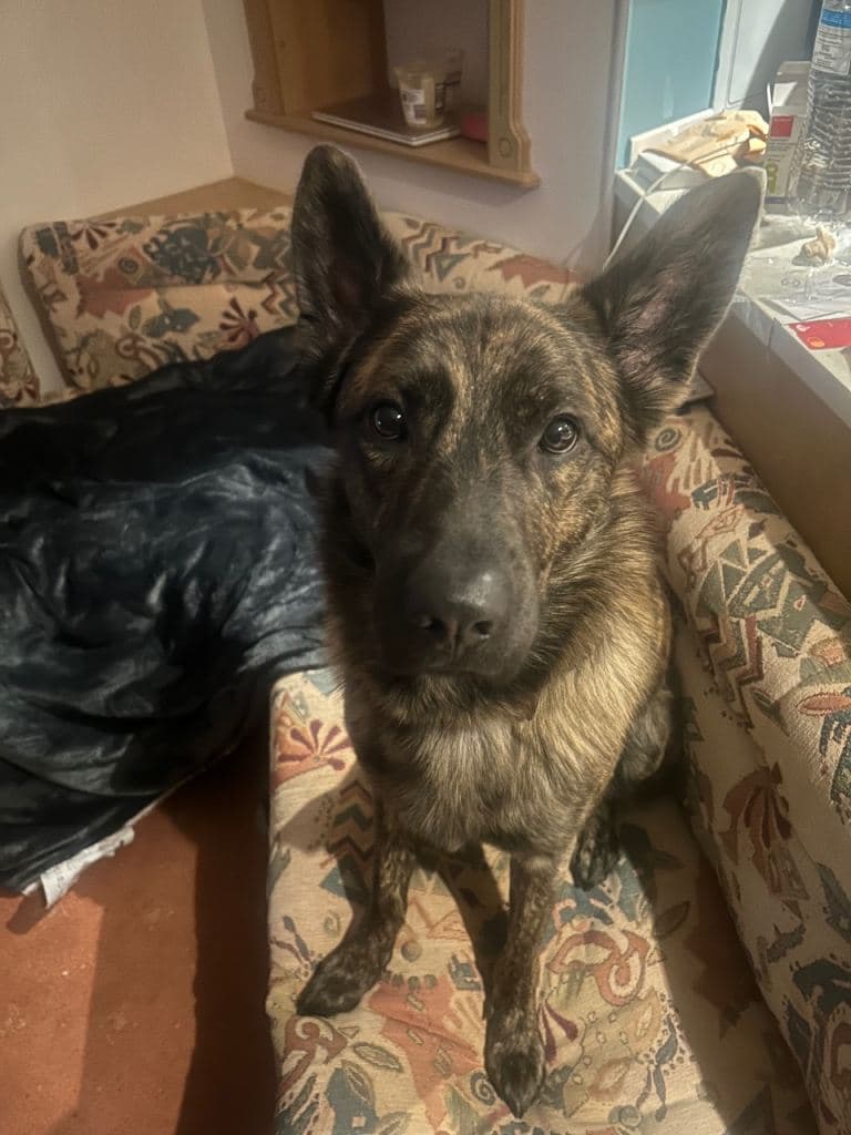 Dutch Shepherd Available for Adoption