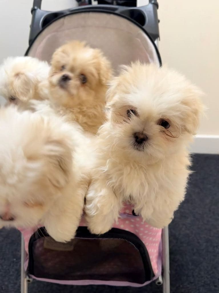 Adorable Shih Tzu Puppies