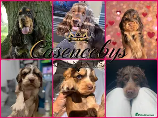Incredible DNA Clear Show Cocker Spaniels