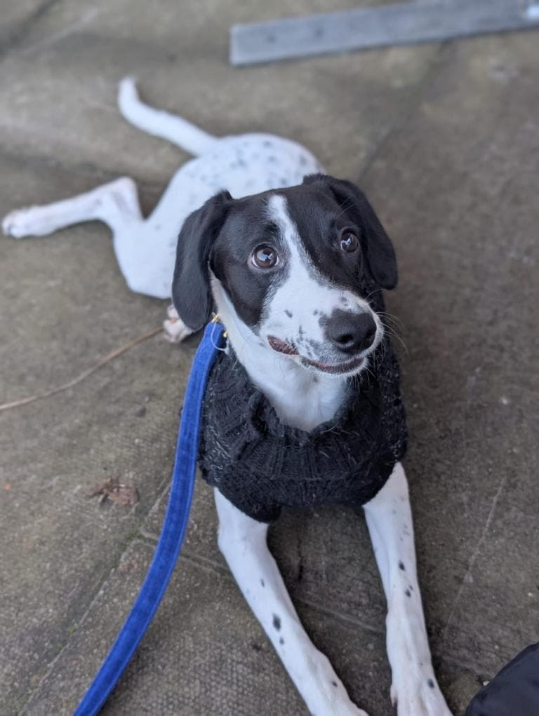 Bolder Collie x Cocker Spaniel Puppy for Sale