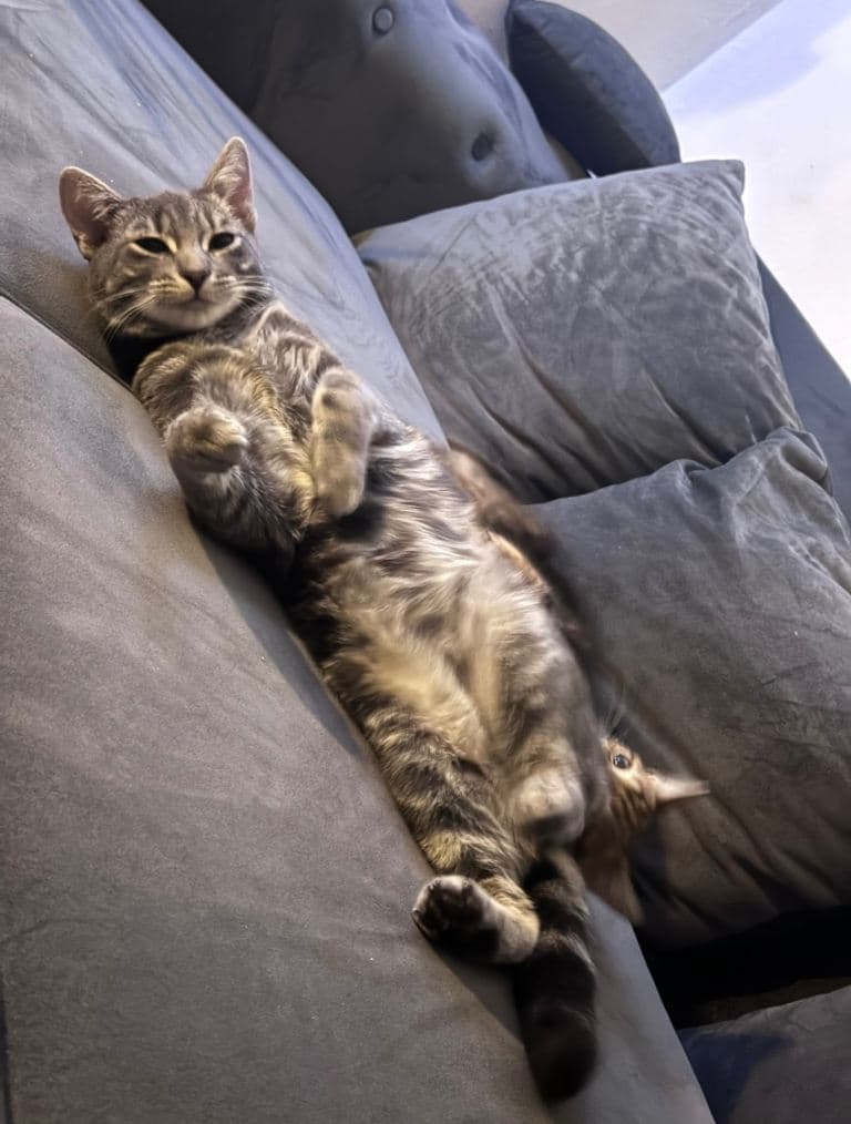 Male Cat Ready for Adoption