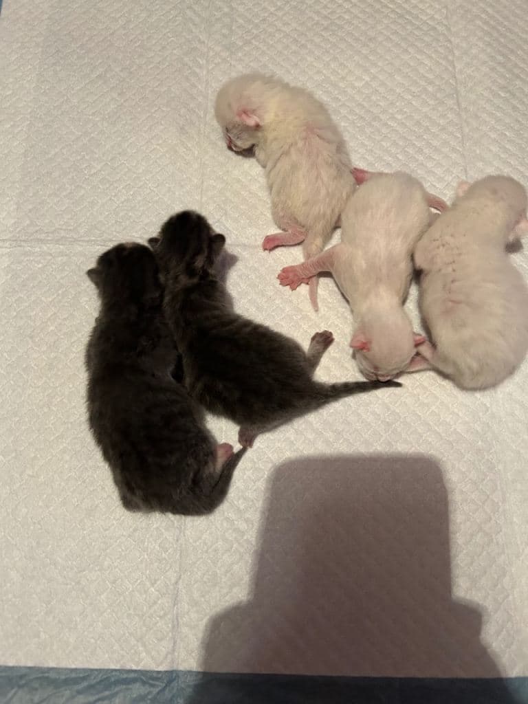 6 Kittens for Sale