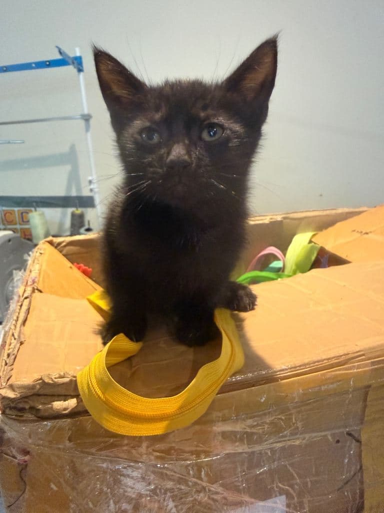 9 Week Old Kitten Ready for Adoption