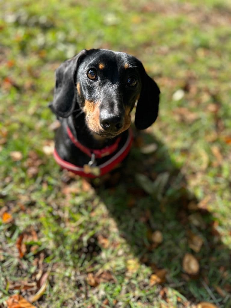 Black and Tan Dachshund