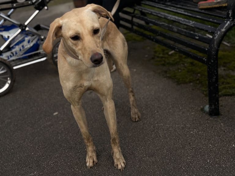 Cali - 3 Year Old Pet Ready for Adoption