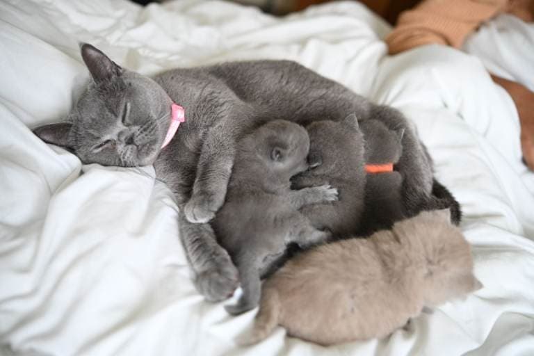 Pure British Blue Shorthair Kittens – Reservations Now Open