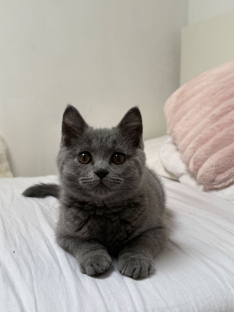 British Shorthair Kitten for Sale
