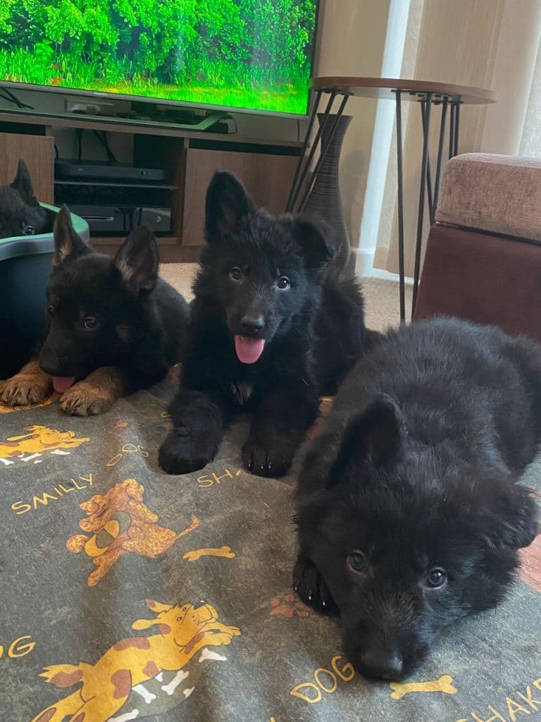 German Shepherd Puppies for Sale