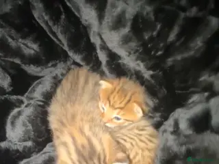 5 Beautiful Cats for Sale