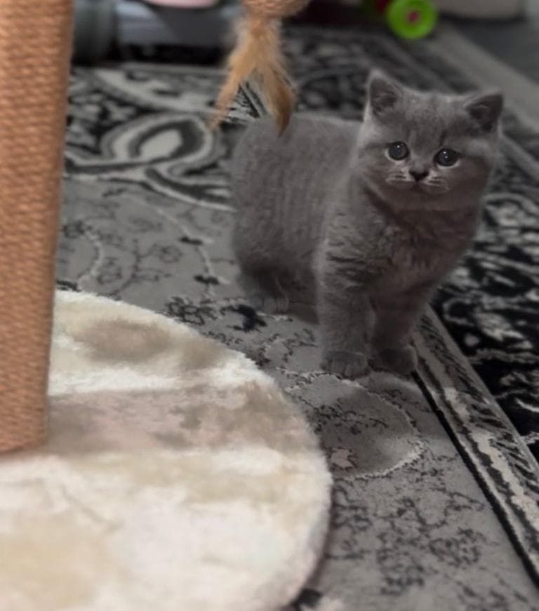 British Shorthair Cat - 9 Weeks Old