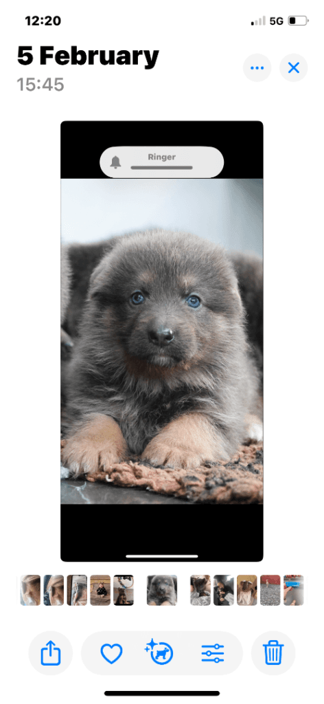 German Shepherd Puppies Ready for New Homes