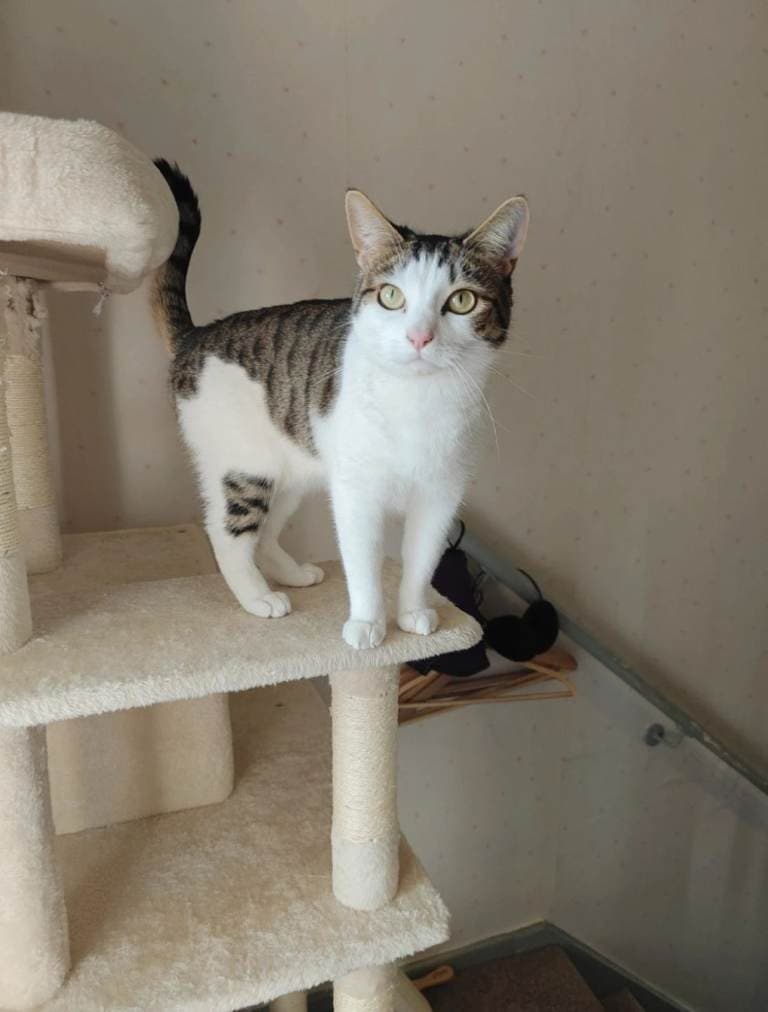 Female Cat Coco - 2 Years Old