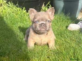 2 Gorgeous French Bulldog Puppies