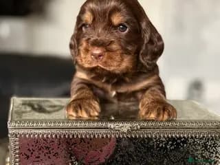 Show type cocker spaniel