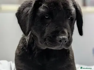Cocker Spaniel cross Chow Chow puppies