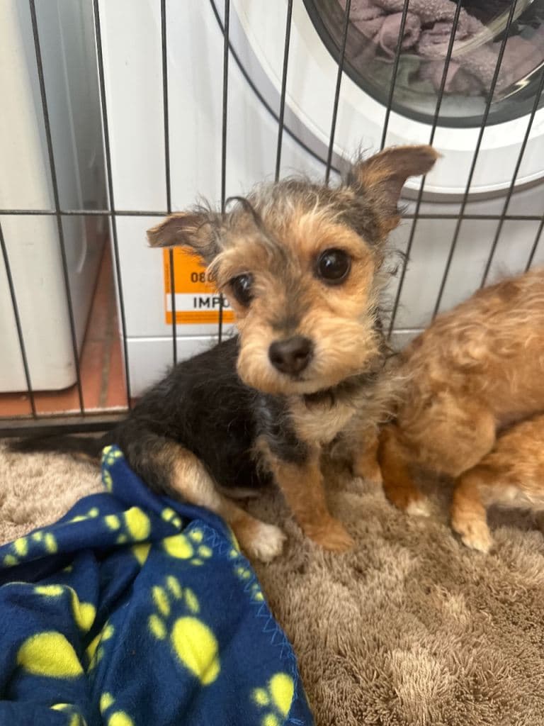 Jackapoo Puppies Ready for New Homes