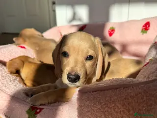 KC Smooth Haired Cream Miniature Dachshunds for Sale