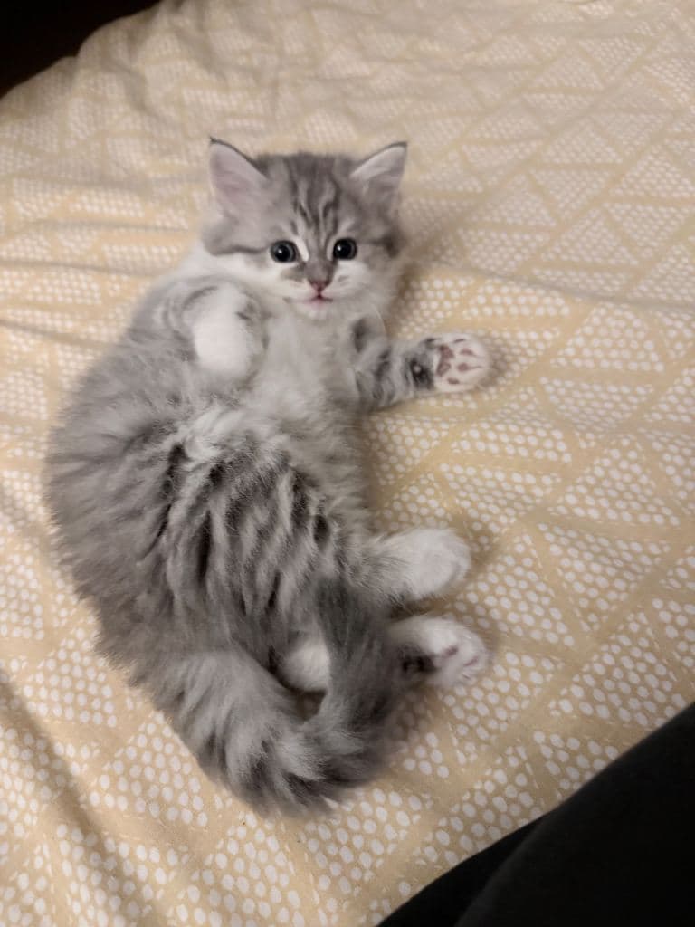 Kittens for Sale - 1 British Longhair Girl