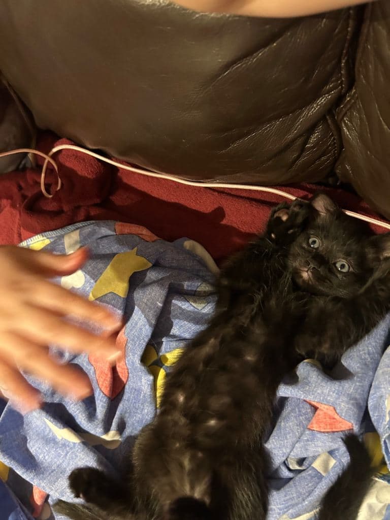 Kittens for Sale - 2 Boys, 7 Weeks Old