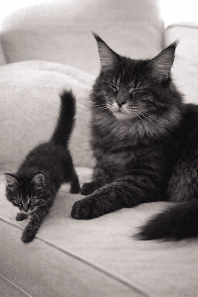Stunning Maine Coon & British Shorthair Kittens in Sheffield