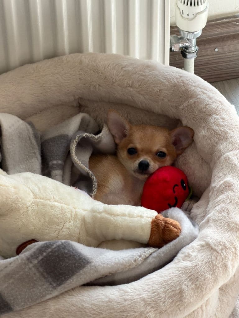 Urgent Chihuahua Puppy - Ready to Leave Now