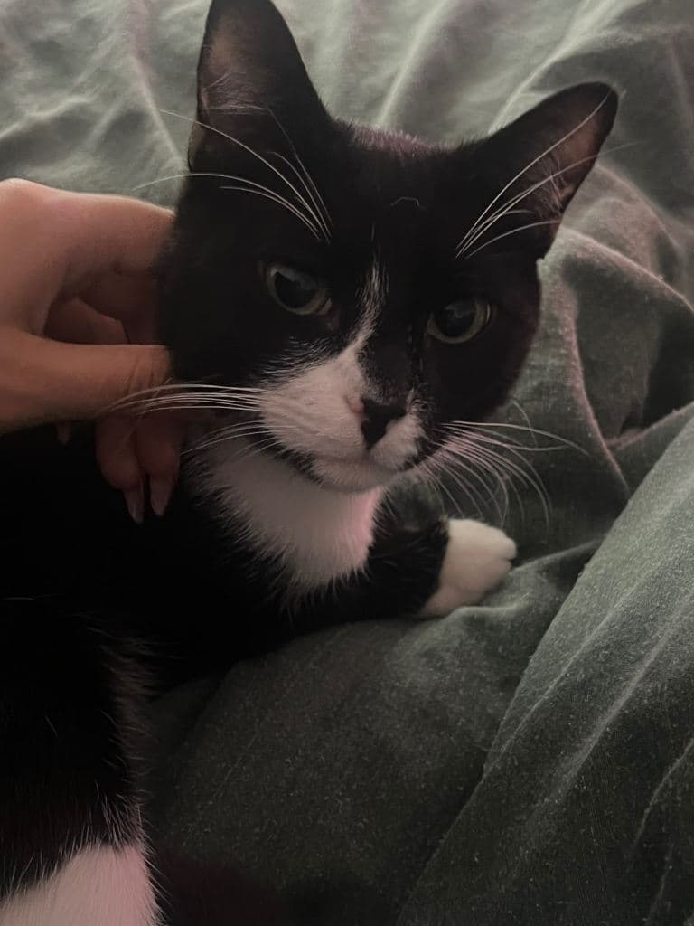 13 Month Old Cat Ready for Adoption