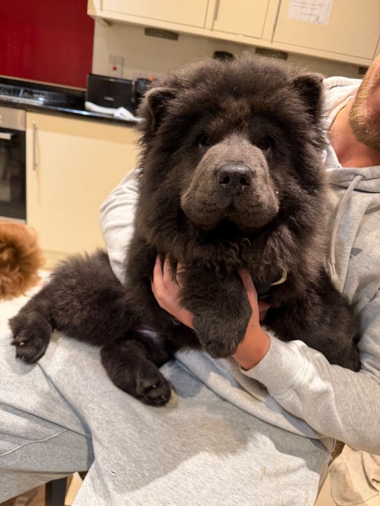 Blue Chow Chow Puppies for Sale