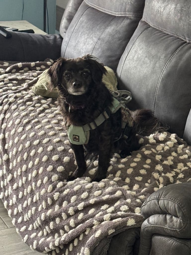 Loving home wanted for 7 year old pet